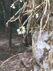 Scaphyglottis behrii
