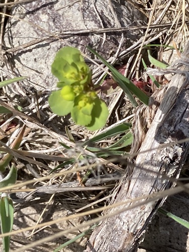 Sun spurge