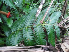 Cyathea mutica