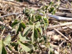 Passiflora bryonioides