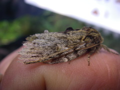 Peridea anceps