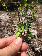 Hypericum myrtifolium