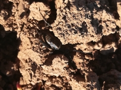 Melanogryllus desertus
