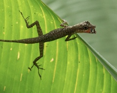 Blotchbelly Anole photo 2
