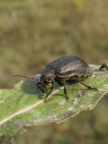 Galeruca pomonae