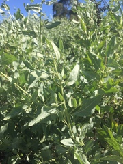Atriplex lentiformis breweri