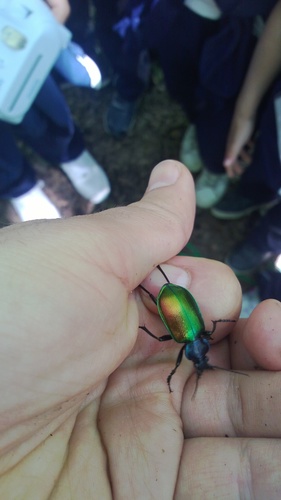 Agreeable Caterpillar Hunter