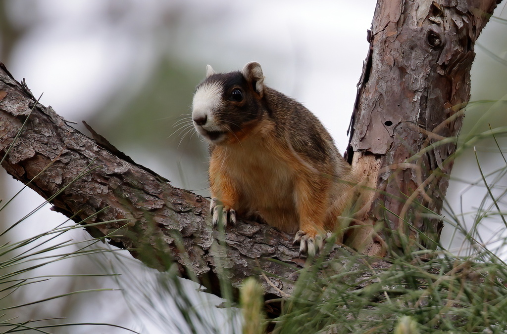 Hill Country Fox Squirrel