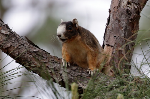 Upland Fox Squirrel photographed in Mississippi