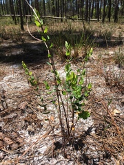 Hypericum myrtifolium