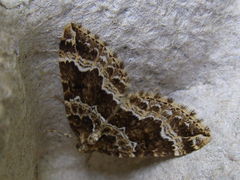 Lampropteryx suffumata