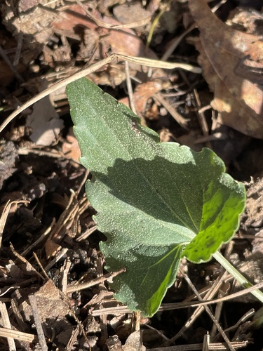 pectinate-leaved violet (Viola pectinata)