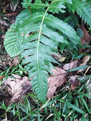 Cyathea mutica