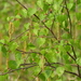 Betula pendula - Photo (c) Полина Яковлевна Лихачева, μερικά δικαιώματα διατηρούνται (CC BY-NC), uploaded by Полина Яковлевна Лихачева