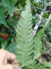 Cyathea mutica