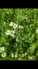 Valerianella