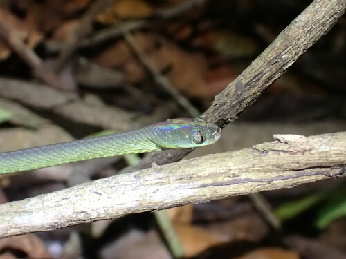 Photo of a Laurent’s Green Tree-snake (Dipsadoboa viridis)