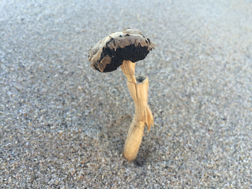 Agaricus zelleri image
