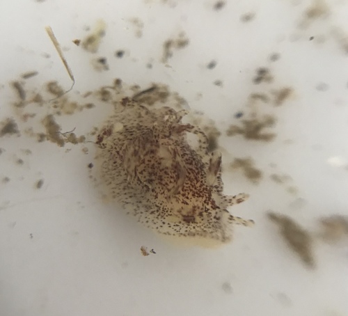 Ceratodoris plana