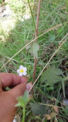 Kosteletzkya depressa