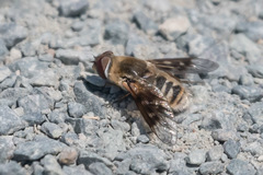 Thyridanthrax nugator