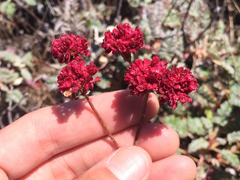 Eriogonum grande rubescens