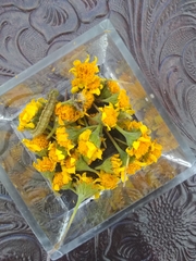 Tagetes lucida