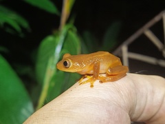 Gray-Eyed Frog photo 3