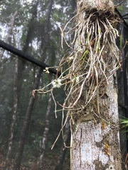 Scaphyglottis behrii