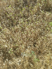 Trifolium hirtum