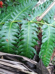 Cyathea mutica