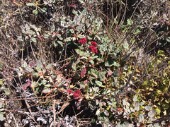 Eriogonum grande rubescens