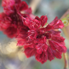 Eriogonum grande rubescens
