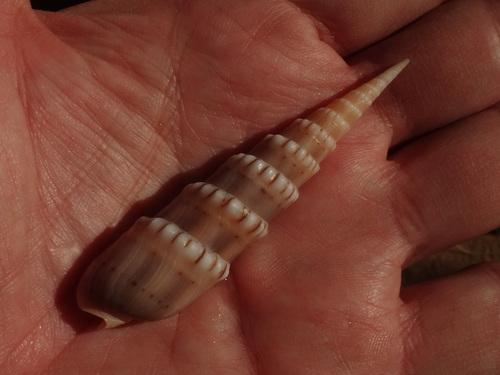 Crenulated Auger — seen at this dive site