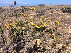Acmispon dendroideus