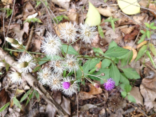 little ironweed