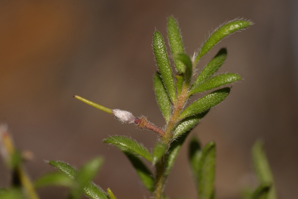 hairy geebung