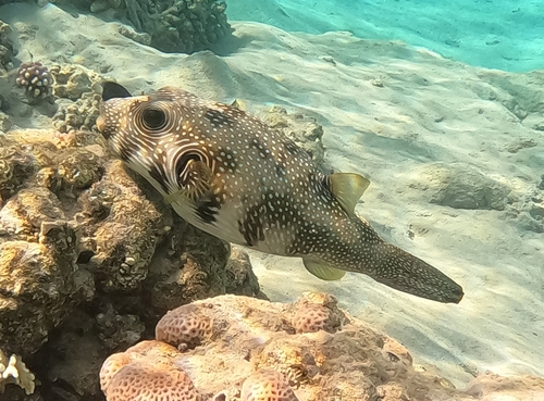 White-spotted Puffer (Arothron hispidus)