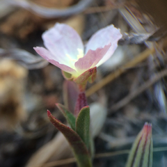Clarkia davyi