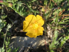 Linum berlandieri