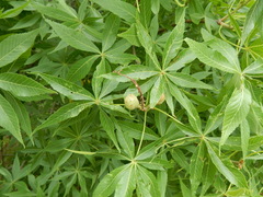 Aesculus glabra arguta