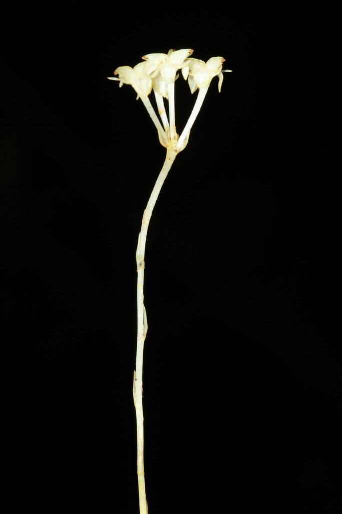 Petrosavia stellaris (Petrosavia stellaris)