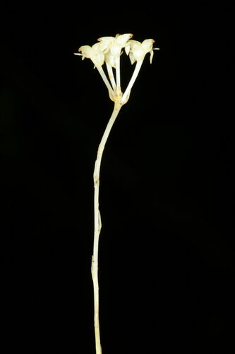 Petrosavia stellaris (Petrosavia stellaris)