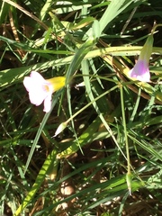 Oxalis caprina