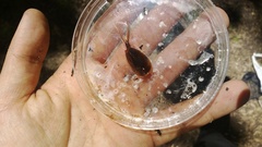 Lepidurus apus lubbocki