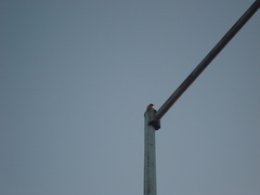 Icterus cucullatus