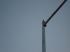 Icterus cucullatus