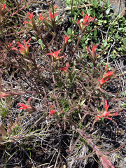 Castilleja applegatei