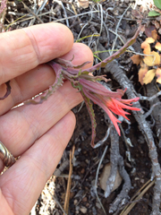 Castilleja applegatei