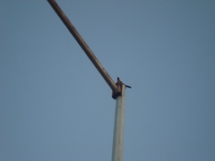 Icterus cucullatus